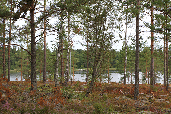 Utsikt mot havet från tomten