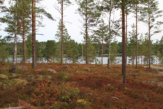 Utsiken mot havet från tomten Utsiken mot havet från tomten