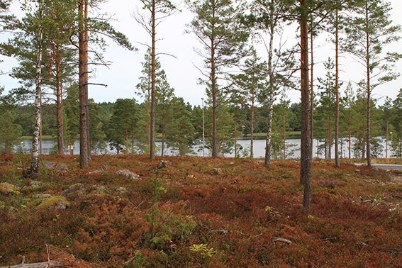 Utsiken mot havet från tomten