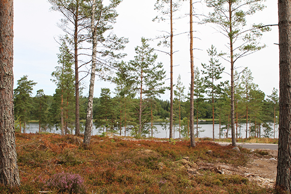 Utsikten mot havet från tomten