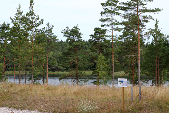 Utsikten mot vattnet från tomten