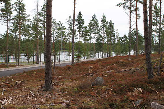 Utsikten mot havet ifrån tomten