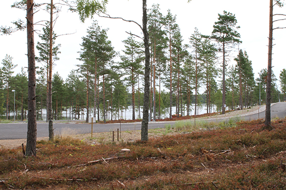 Utsiken mot havet sedd från tomten